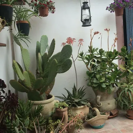 Il Nespolo Tatil Evi Modolo (Oristano)